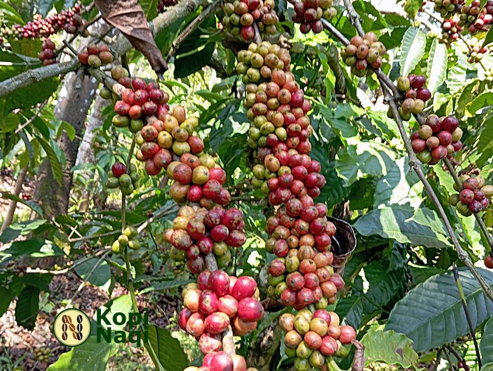 Kopi Temanggung