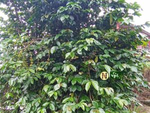 Kopi Arabika
