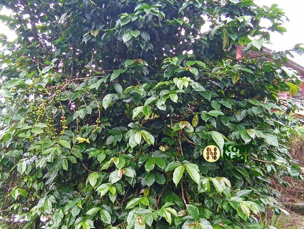 Kopi Arabika