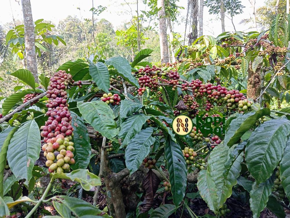 Mengapa Kopi Harus Petik Merah