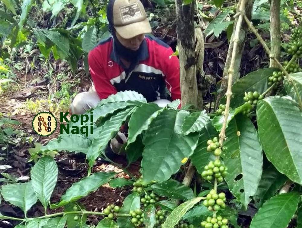 Petani Kopi