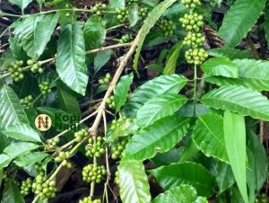 Petani dan Angka 10
