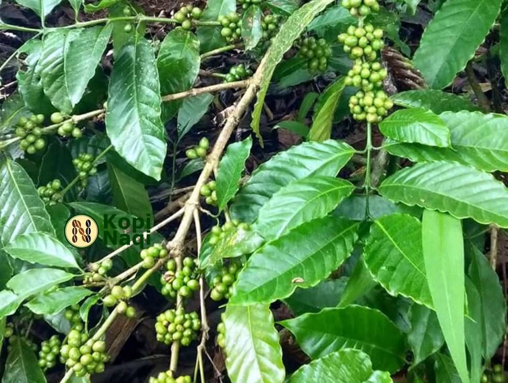 Petani dan Angka 10