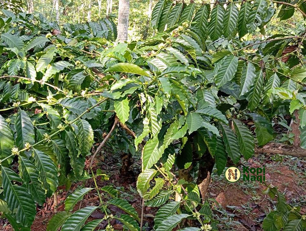 Tumpangsari Kebun Kopi