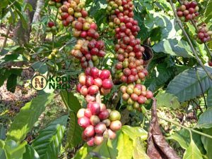 Kebijakan Ekspor Kopi di Indonesia