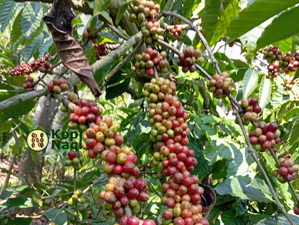 Mengenal Kopi Robusta Temangung