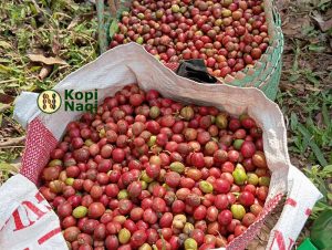 kopi robusta