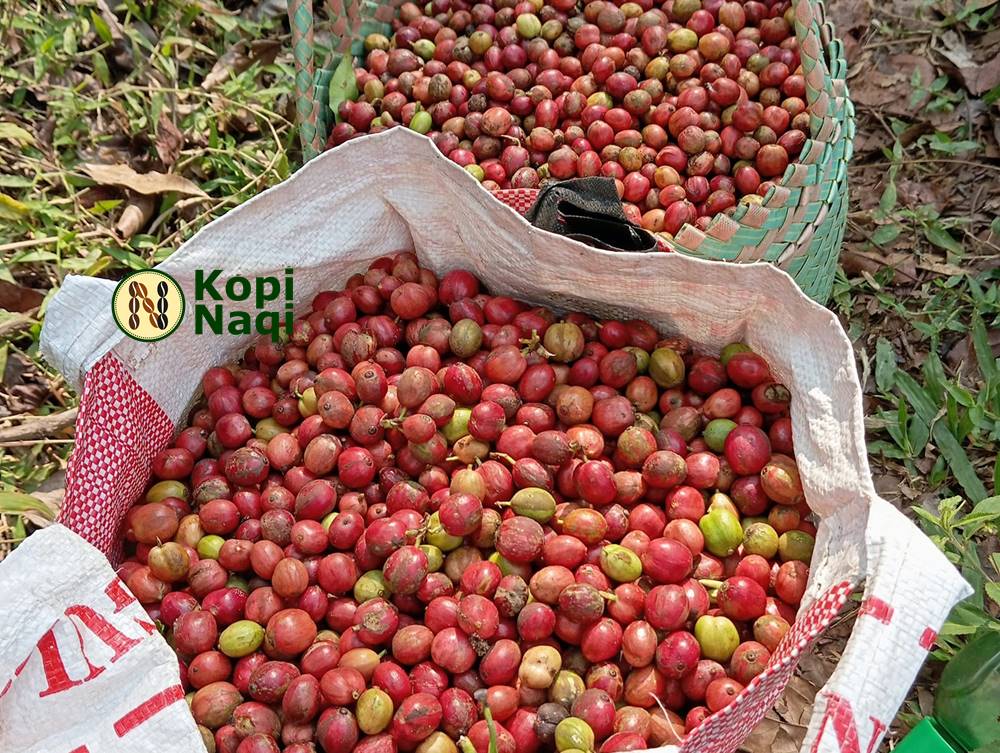 kopi robusta