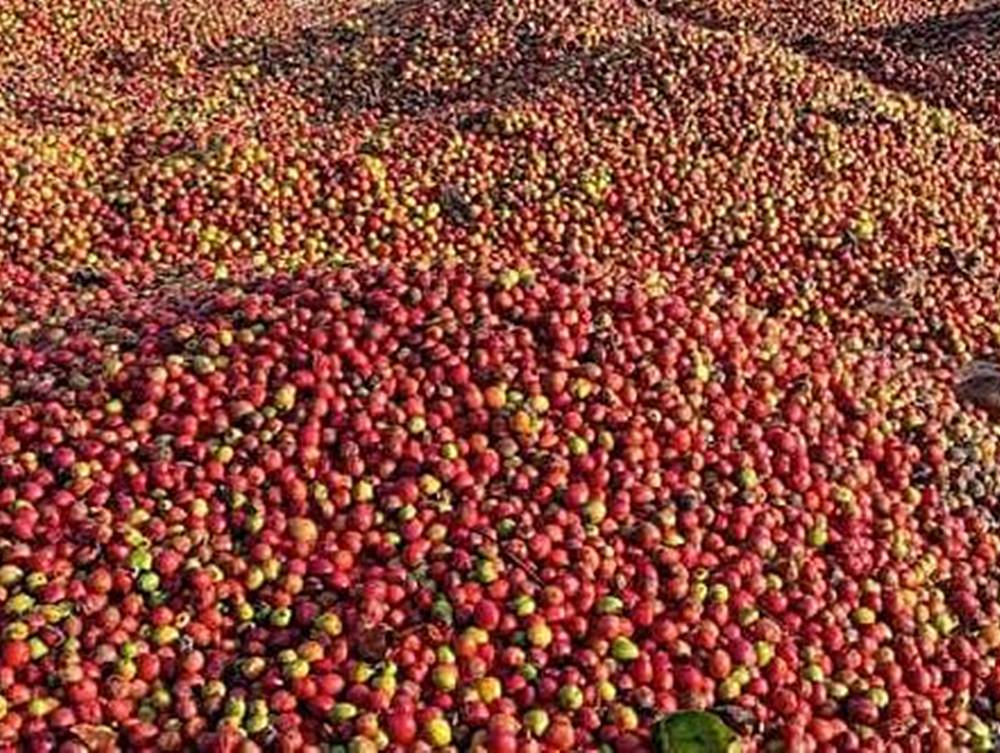 Kopi Yang Bernilai Tinggi