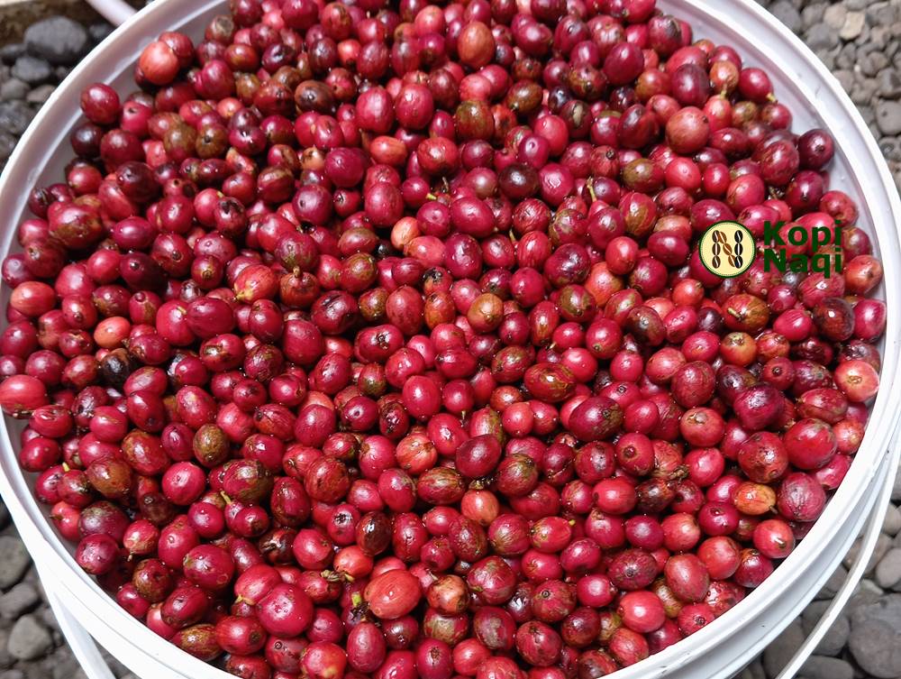 apa itu kopi