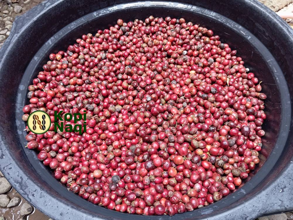 Wet Process Kopi