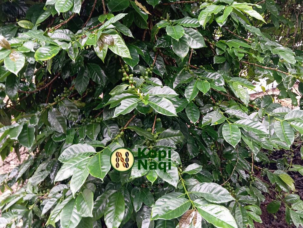 5 Jenis Kopi Terenak di Indonesia