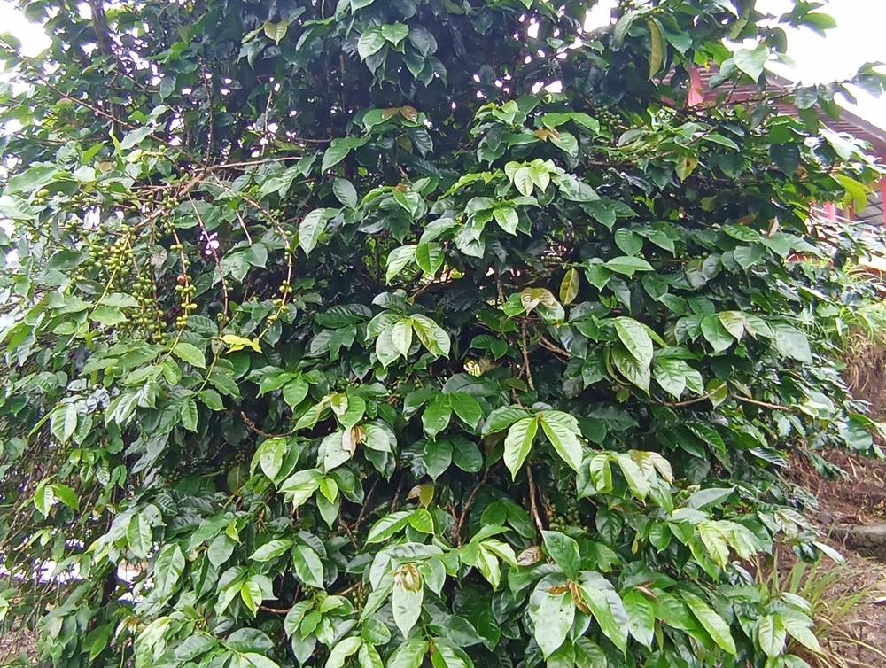 kopi terenak di Indonesia