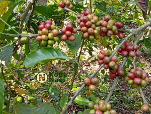 Perkebunan Kopi di Indonesia