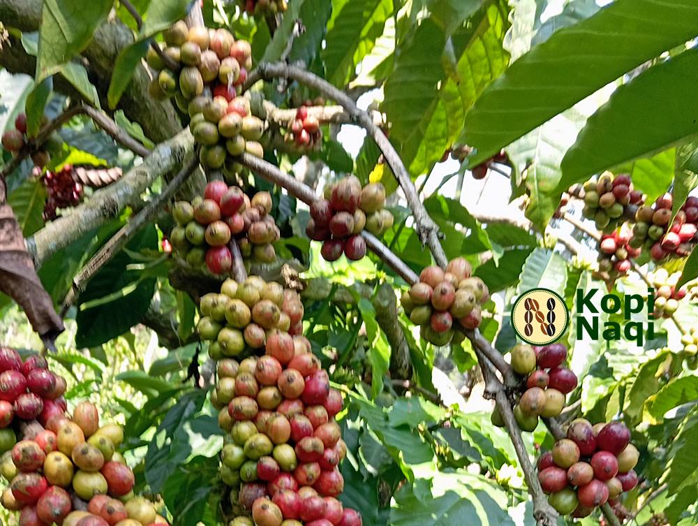 Tantangan dan Strategi Budidaya Kopi dalam Menghadapi Perubahan Iklim