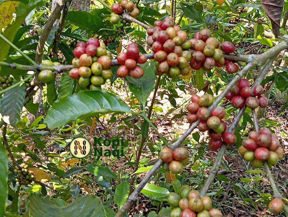 Perkebunan Kopi di Indonesia