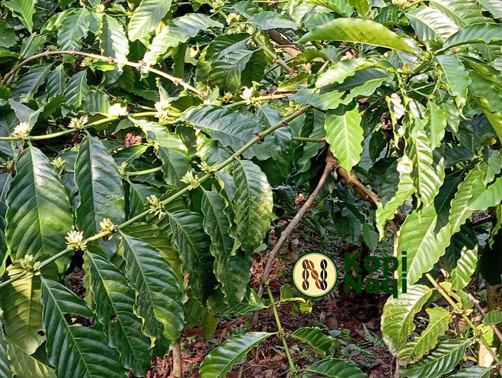 Sejarah Perkebunan Kopi di Indonesia Sejak Abad ke-17 Hingga Tembus Pasar Dunia