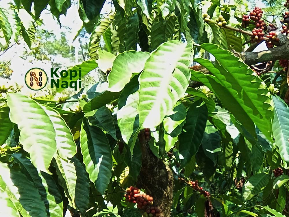 Sejarah dan Ragam Jenis Kopi di Indonesia yang Perlu Kamu Ketahui