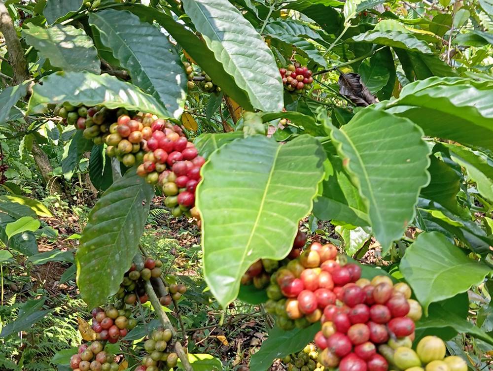 Apa Suka Duka Menjadi Petani Kopi?