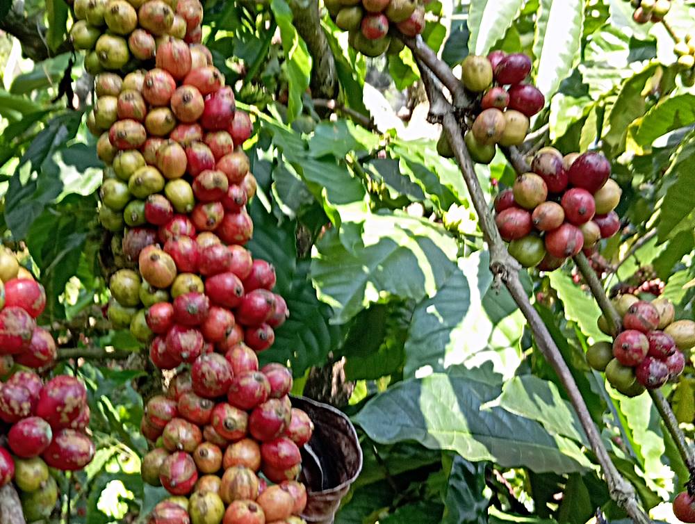 Melihat Fenomena Petani Jual Kopi ke Tengkulak