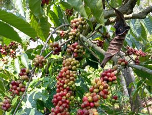 Potensi Bisnis dan Industri Kopi di Tanah Air