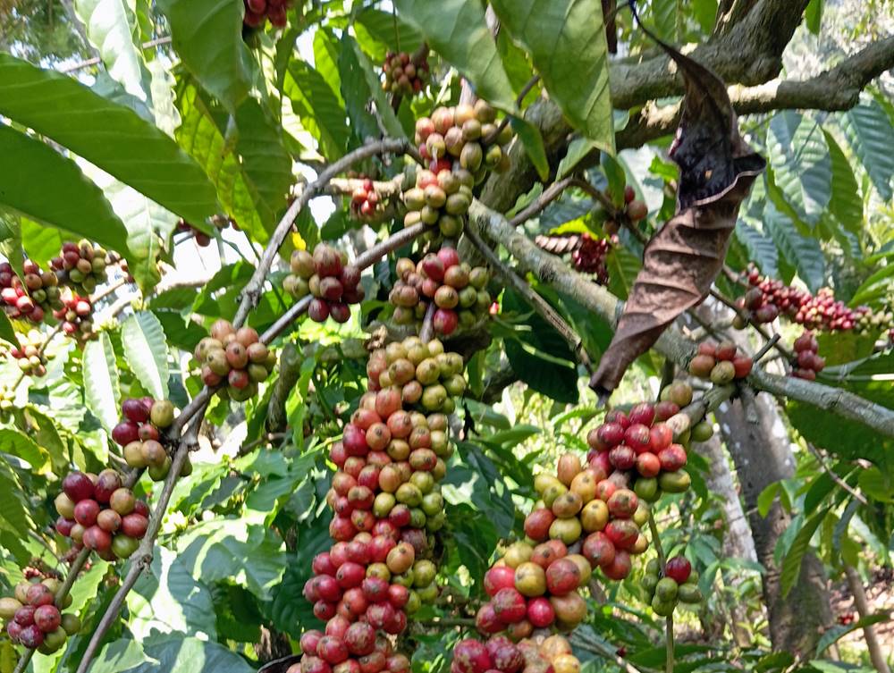 Potensi Bisnis dan Industri Kopi di Tanah Air