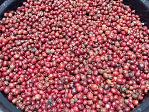 Kopi Lokal dengan Sentuhan Tradisional
