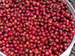 Kopinaqi Penjual Kopi Temanggung Terpercaya dengan Kualitas Asli dari Petani