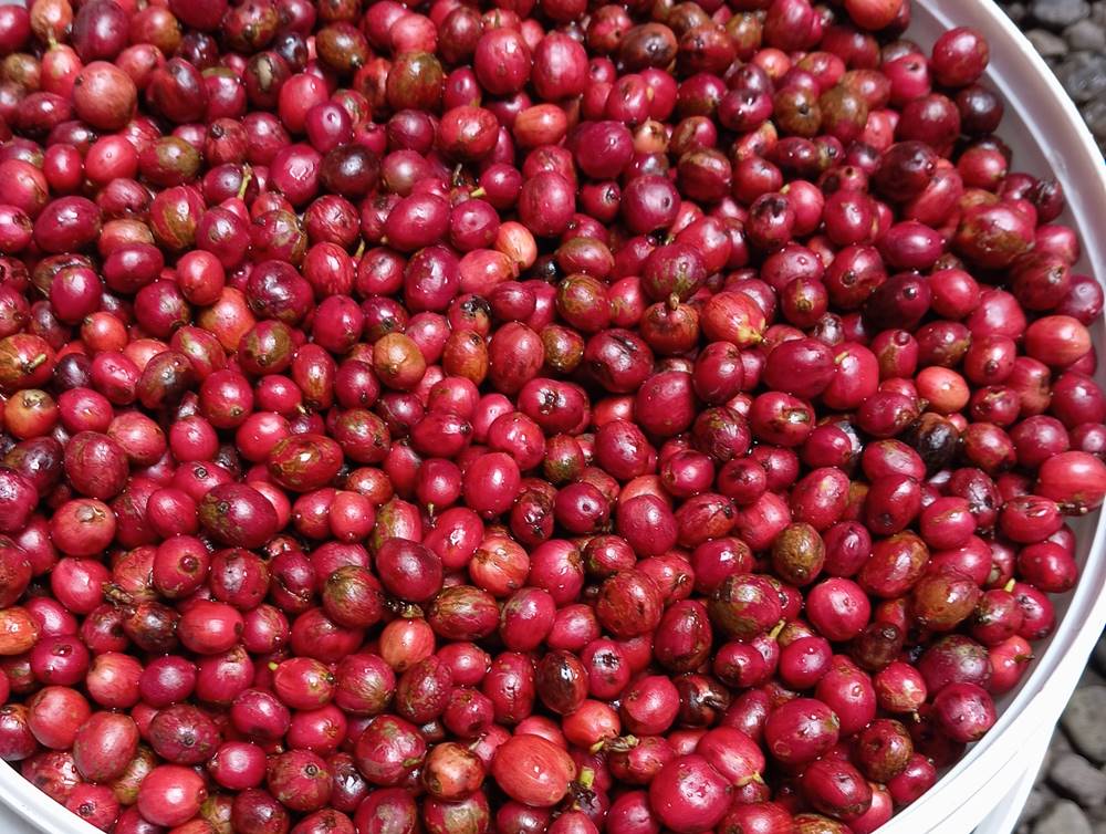 Kopinaqi Penjual Kopi Temanggung Terpercaya dengan Kualitas Asli dari Petani