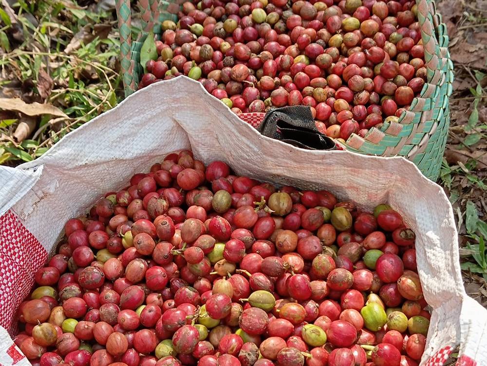 Petani Kopi Asli Temanggung, Menjaga Rasa dari Tanah Lereng Gunung