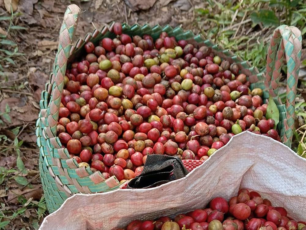 Produsen Kopi Asli Temanggung yang Menjaga Tradisi dan Kualitas